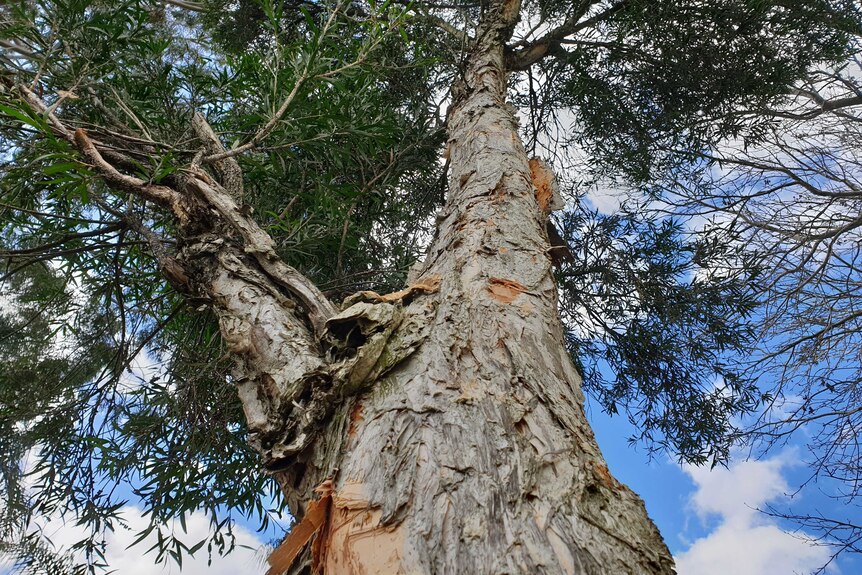 Looking up into the tree canopy of a paperbark, showing the flaking papery bark