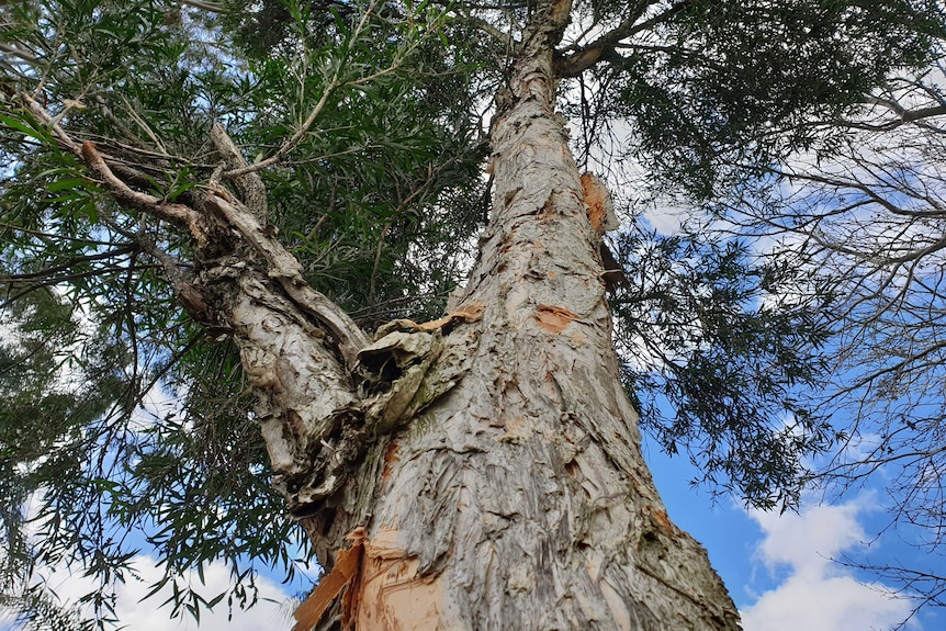 Looking up into the tree canopy of a paperbark, showing the flaking papery bark