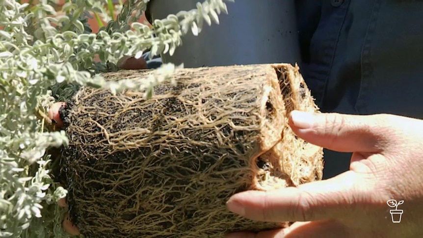 Roots tightly circling a pot plant with pot removed