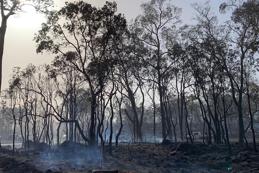 Burnt out bushland at Stanthorpe