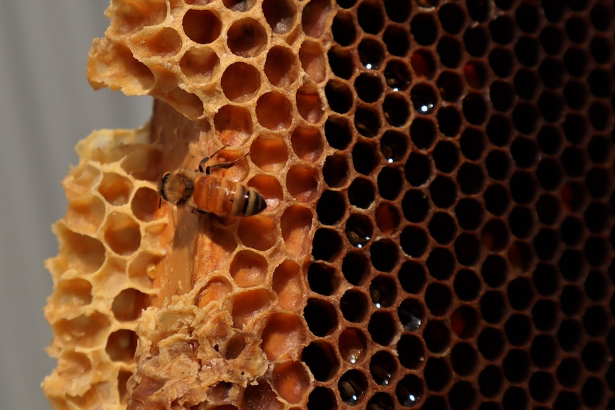Close up of a bee on hive honeycomb.