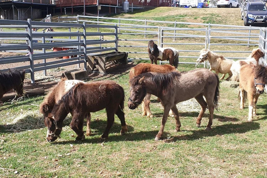 Ponies stand inside fenced enclosure.