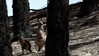 Kangaroos in the charred remains of Victorian bushland