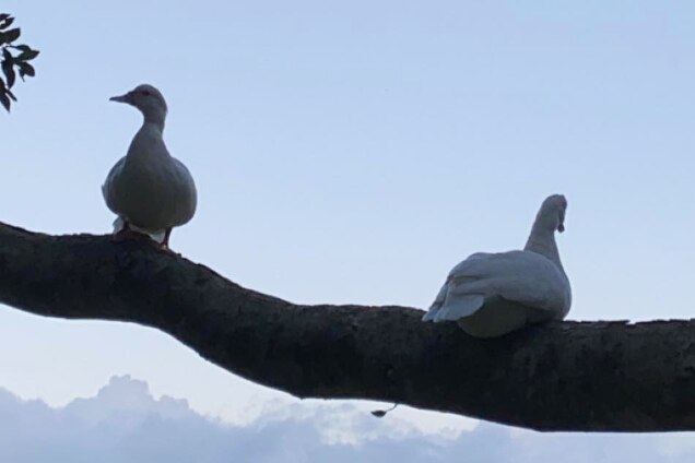 Two ducks sitting high up on a tree branch