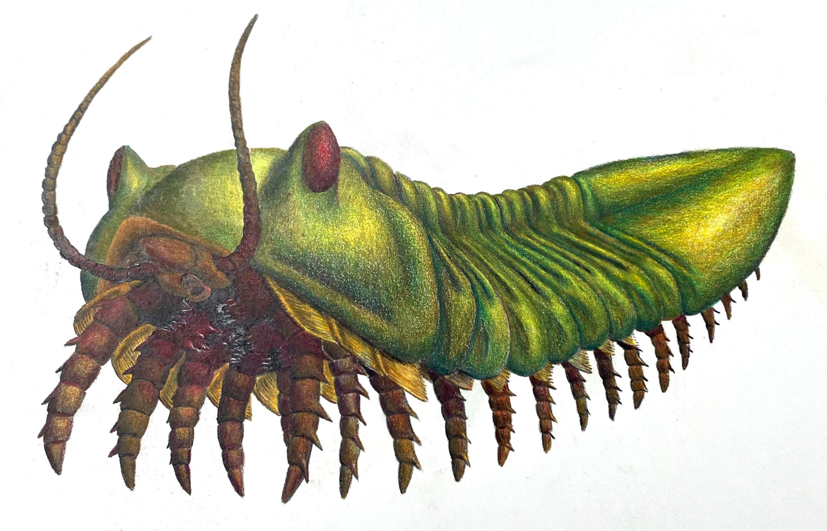 Green and yellow slug like slater creature with 20 odd hook like legs