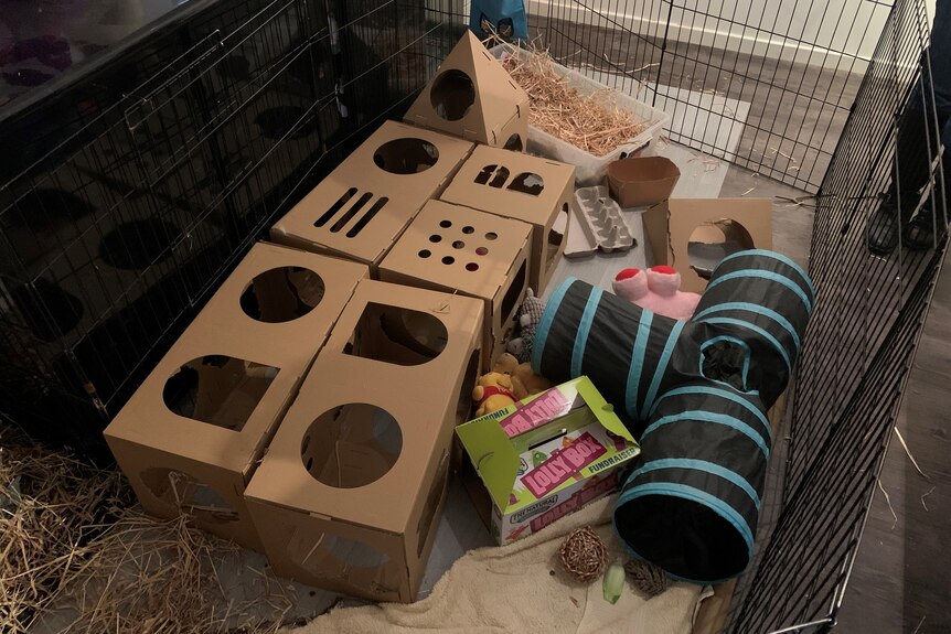 A area of a room set up as a rabbit pen with cardboard boxes, toys and straw.