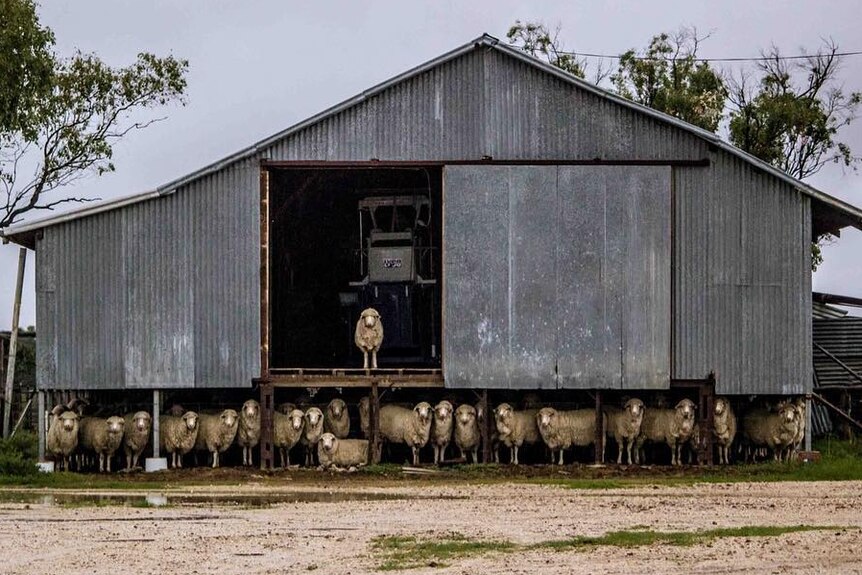 Sheep in (but mostly) under a shed for shelter.