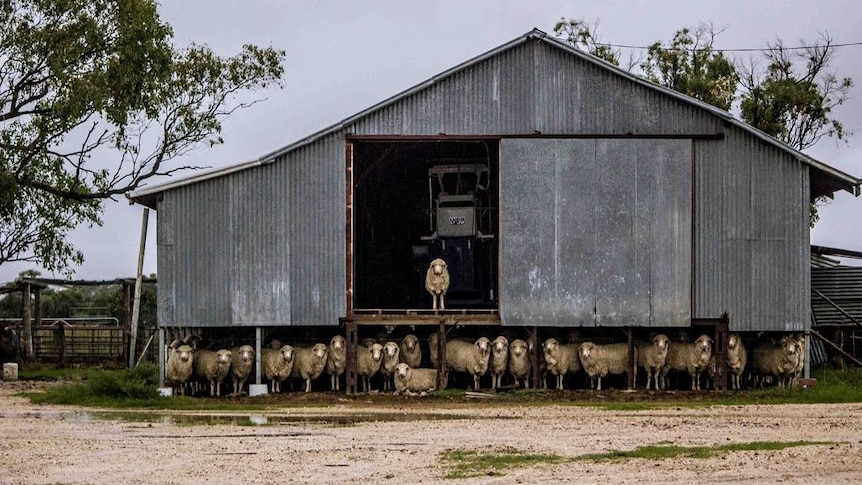 Sheep in (but mostly) under a shed for shelter.