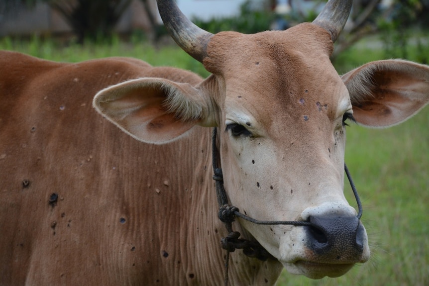 a cow with lumps and lesions on its skin.