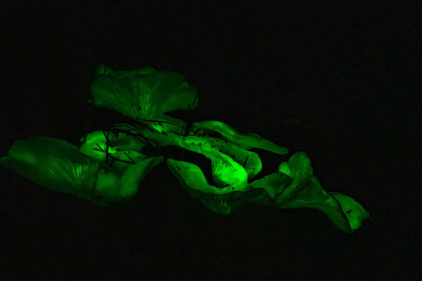 Bright green mushrooms surrounded by darkness.