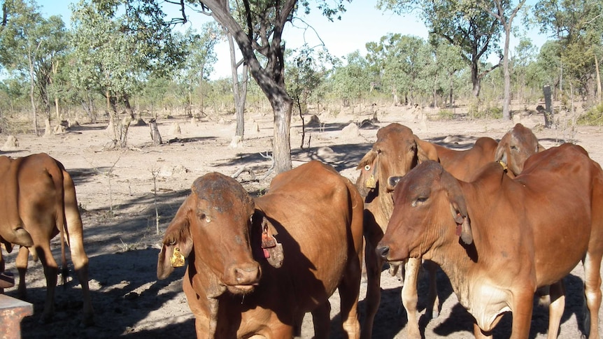 Poor condition cattle in a heavily stocked paddock in the Wambiana grazing trial.