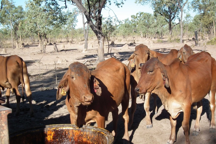 Poor condition cattle in a heavily stocked paddock in the Wambiana grazing trial.