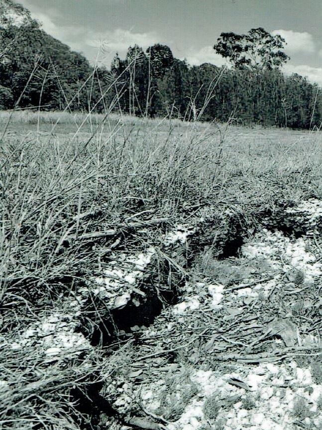 Black and white photo of Indigenous midden