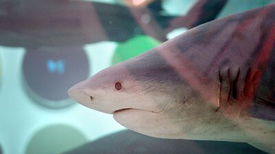 Damien Hirst's 'Theology, Philosphy, Medecine, Justice' featuring bull sharks in formaldehyde. Photo by Peter Macdiarmid/Gett...
