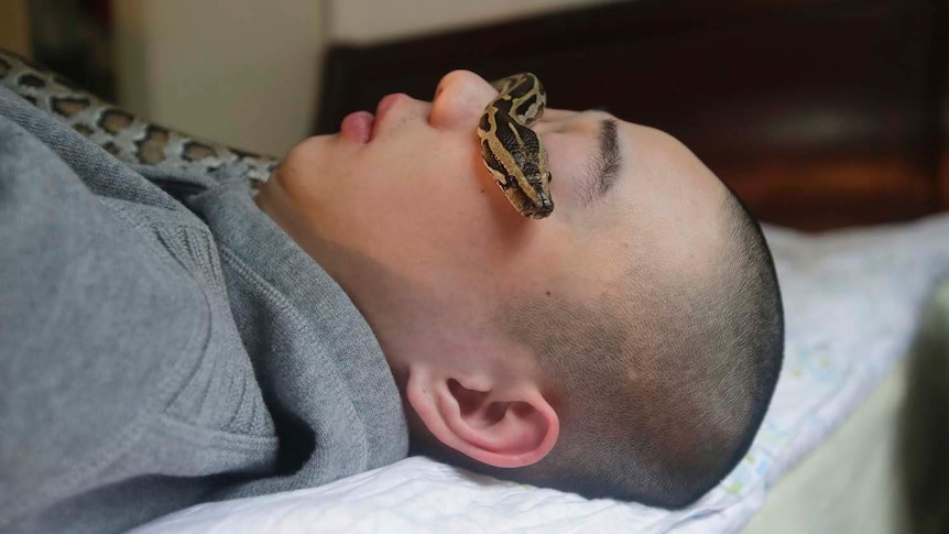 Chen Yuxiang lets a python rest on his eyes