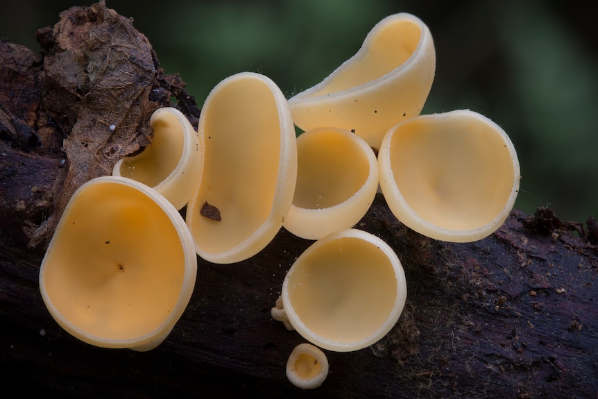 Yellow, cuplike mushrooms on a log.