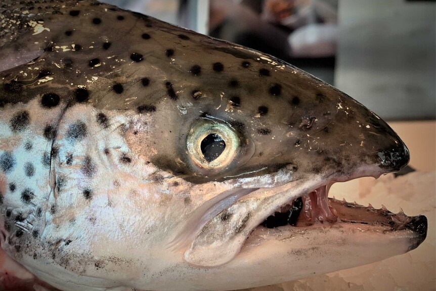 Close-up of Atlantic salmon.