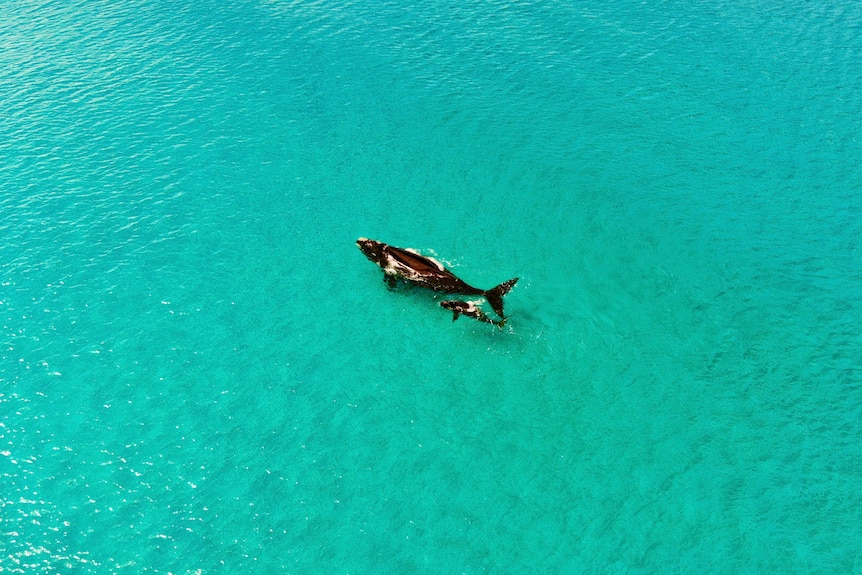 A southern right whale and its calf in blue green water, shot from above