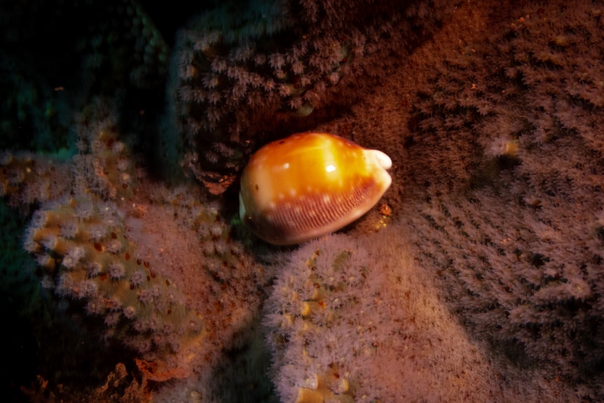 A mostly brown cowrie shell surrounded by reddish brown carpety coral with little tendrils