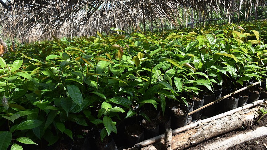 A field of coffee bean plants under a flax roof in the sunshine.