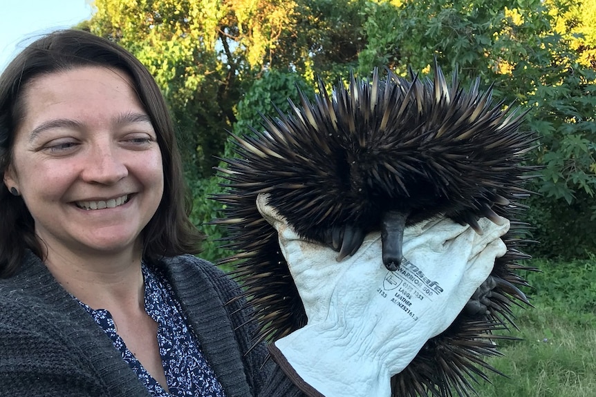 Northern Rivers Wildlife Carer Chrisy Clay holds "Toasted" the hitch-hiking echidna