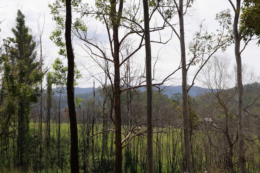 A line of trees with blackened trunks and green leaves and mountains in the background.