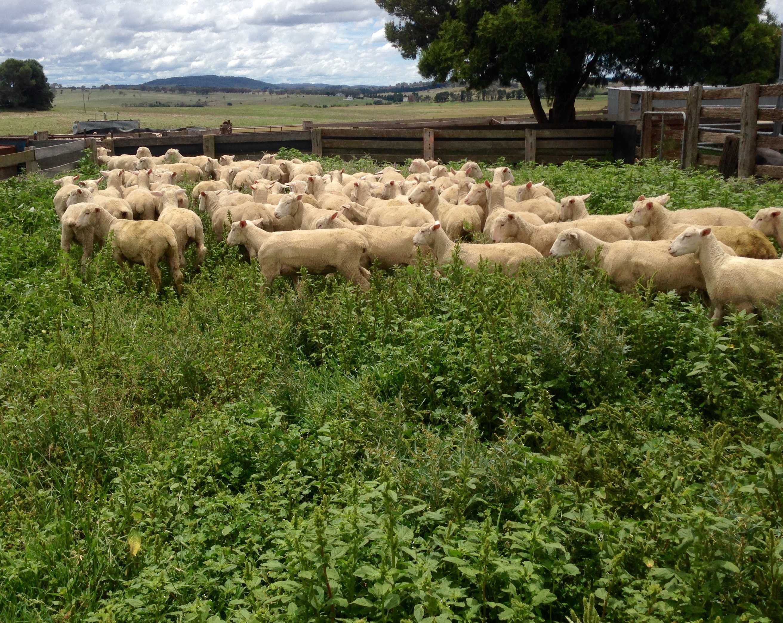 Graziers on NSW southern tablelands having best season in decades - ABC ...