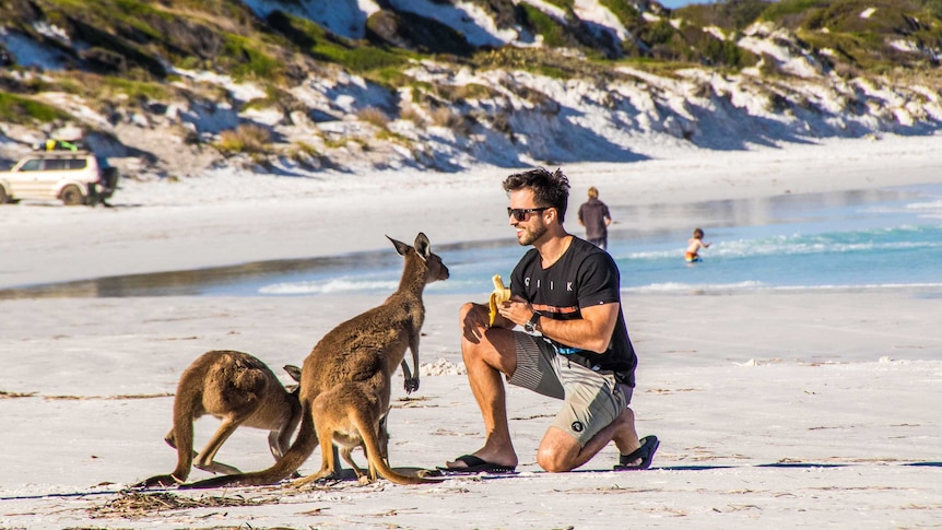 Kangaroos and tourist on beach
