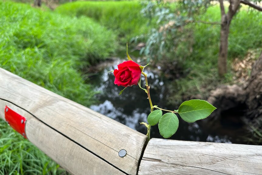A red rose on a wooden log, in the background is a small creek
