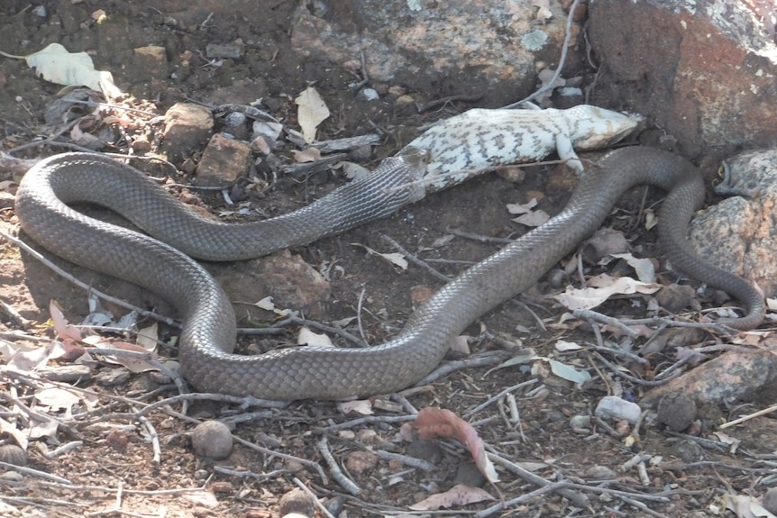 snake eats bobtail lizard