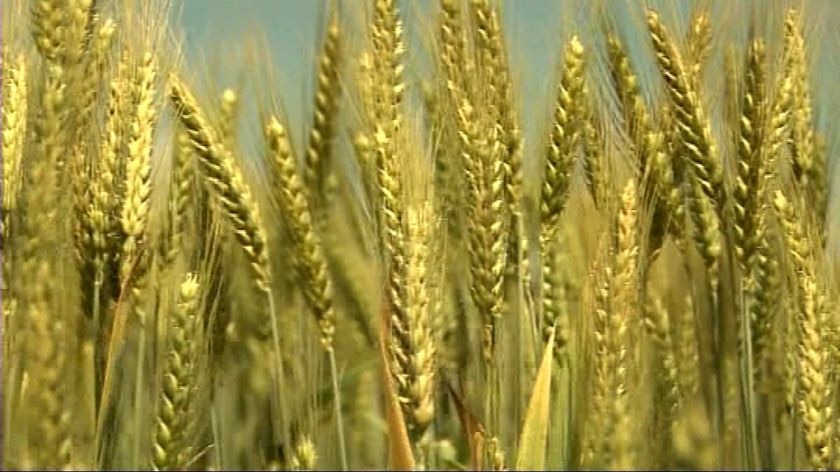 Generic TV still of tight close-up of golden wheat crop