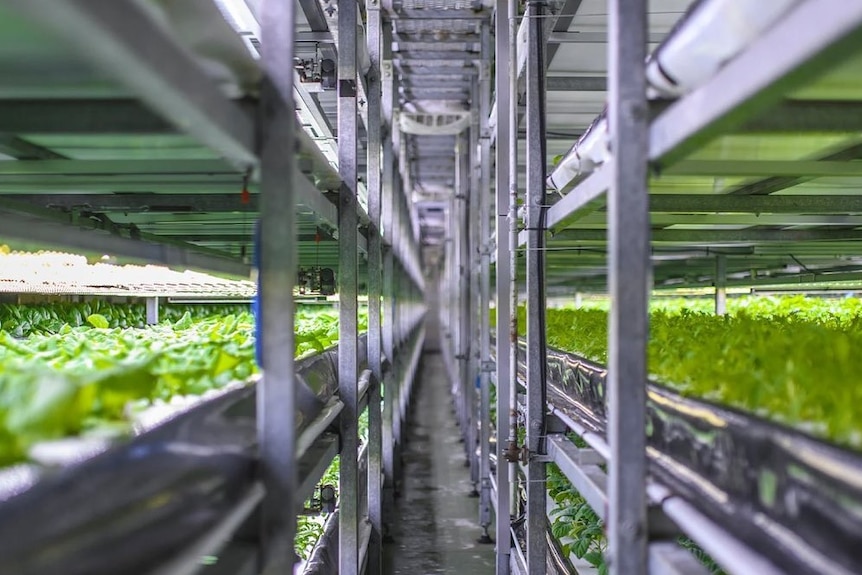 Stacked shelves of leafy greens being grown inside a factory