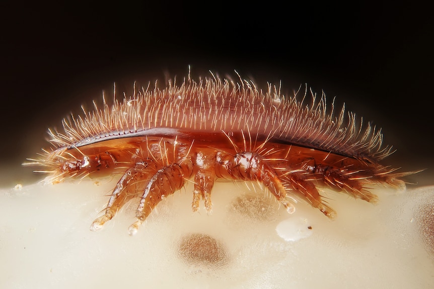 An adult female varroa destructor mite.