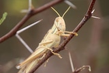 A grasshopper sits on a plant at Ilfracombe in central Queensland, February 24, 2015.