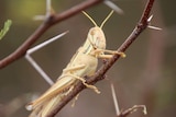 Grasshopper control must be timely