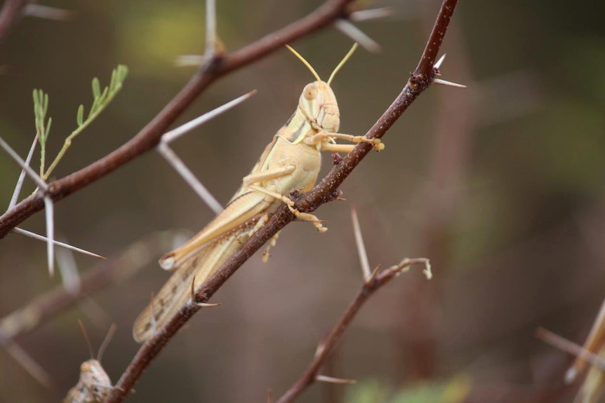 A grasshopper sits on a plant at Ilfracombe in central Queensland, February 24, 2015.