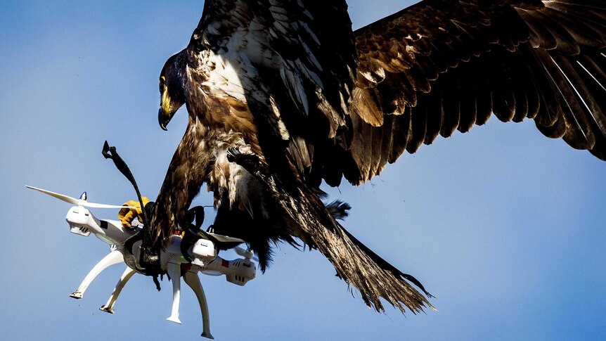 Close up of an eagle grasping onto a drone in mid-air.