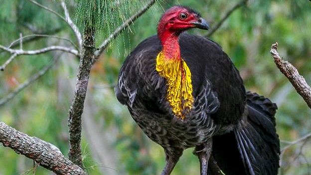 Brush turkey in Sydney