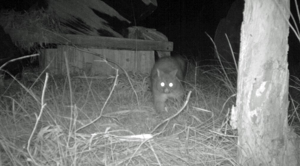 How to garden around possums in your backyard. Hint you need to