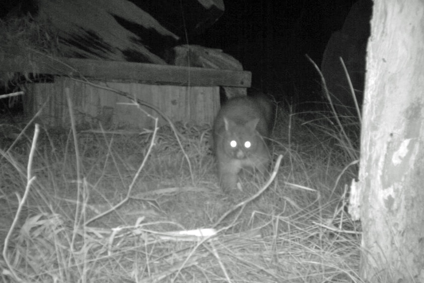 A brushtail possum in a Launceston backyard