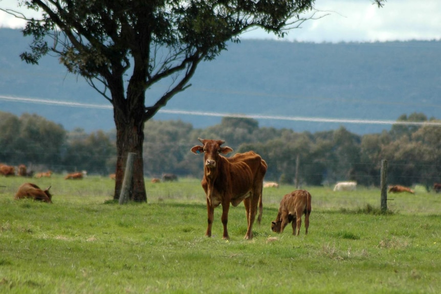 The RSPCA is investigating reports that cows on this Coolup property had been starved.