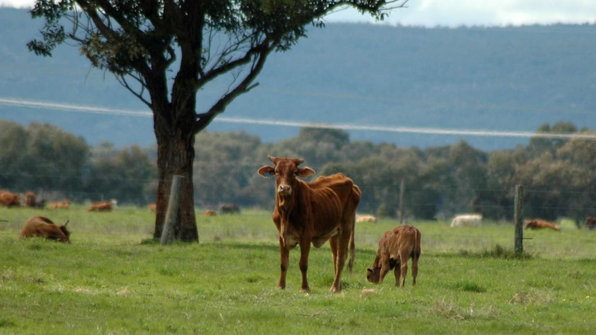 The RSPCA is investigating reports that cows on this Coolup property had been starved.