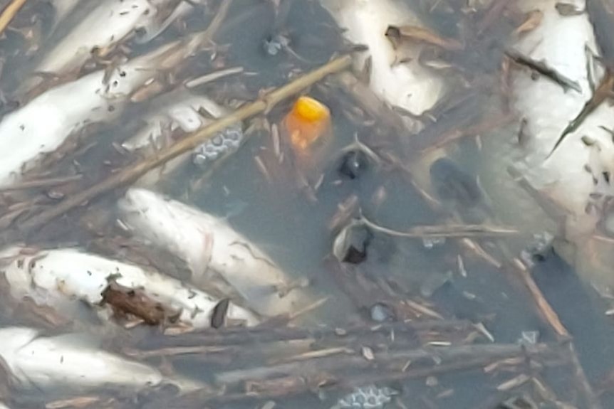 Thousands of baby carp captured in irrigation channels along River Murray