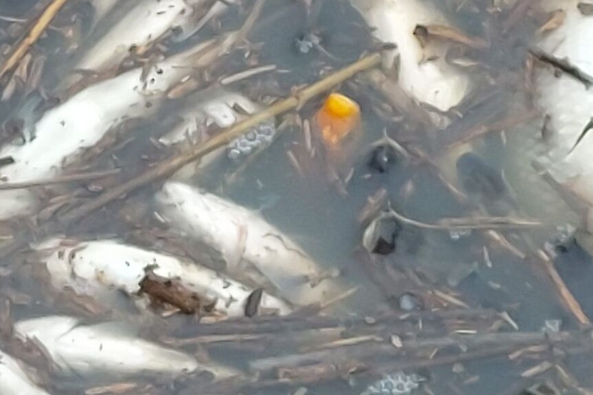 Thousands of baby carp captured in irrigation channels along River Murray