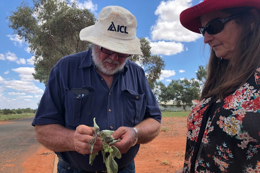 Two bush food growers looking at their crop.