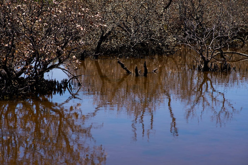 Dead mangroves in brown water
