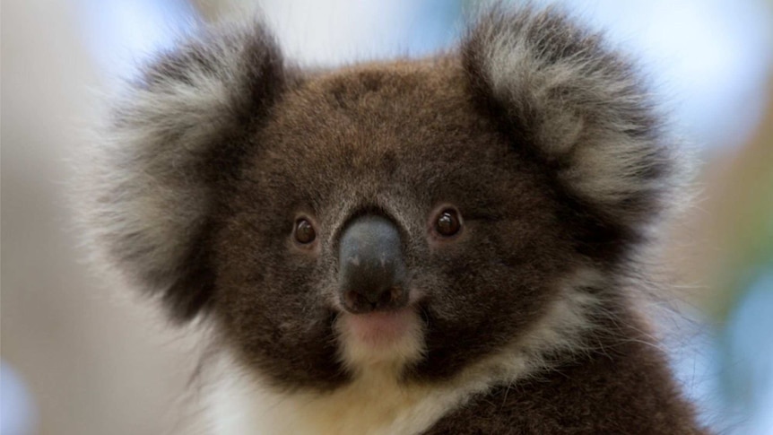 Close up of a koala's face.