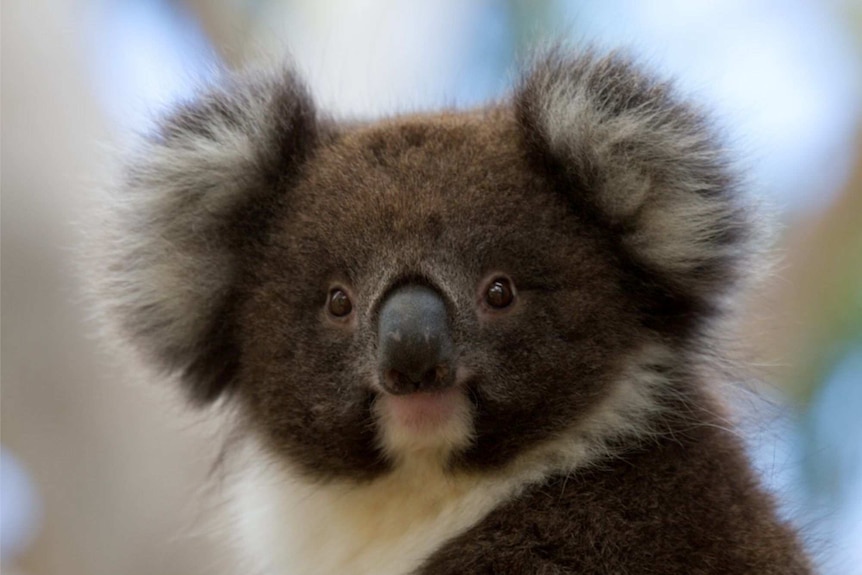 Close up of a koala's face.