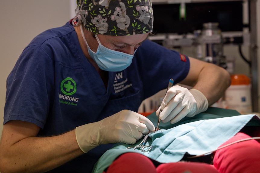 A Bonorong Wildlife Hospital vet wearing dark blue scrubs and white gloves operates on patient with surgical instruments.