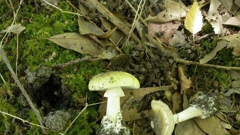 A Death Cap mushroom in the wild.